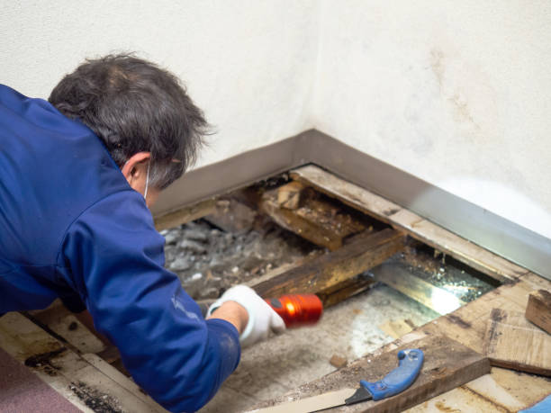 Best Basement Mold Remediation in Coweta, OK