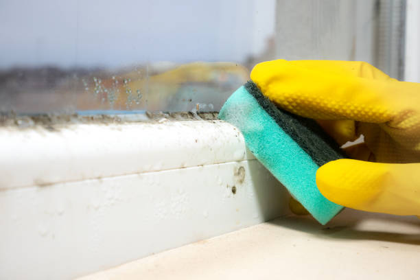 Best Basement Mold Remediation in Coweta, OK