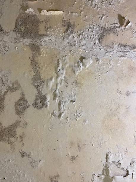 Coweta, OK Mold Remediation Company
