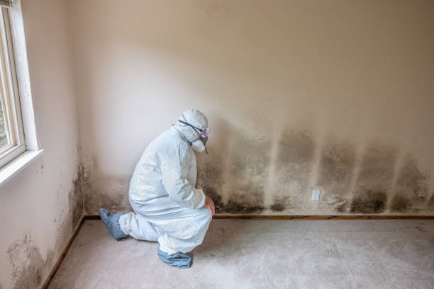 Best Mold Remediation for Specific Building Types in Coweta, OK