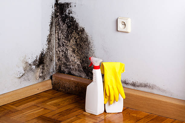 Best Localized Mold Remediation (e.g., coastal areas, humid climates) in Coweta, OK
